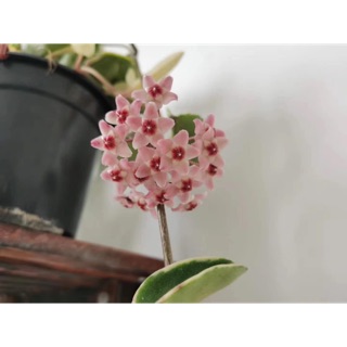 Lan Cẩm cù lá biên, đột biến