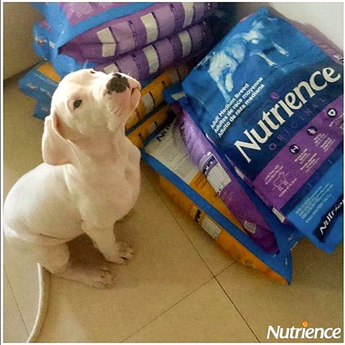 Thức Ăn Cho Chó - Nutrience Original Bao 5kg Hỗ Trợ Xương Cơ Khớp, Phát Triển Cơ Bắp  - Thịt Cừu, Rau Củ, Trái Cây