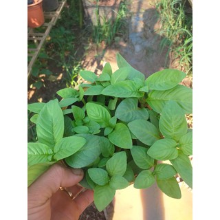 Chậu rau xá xị (rau quế vị) - Chậu to