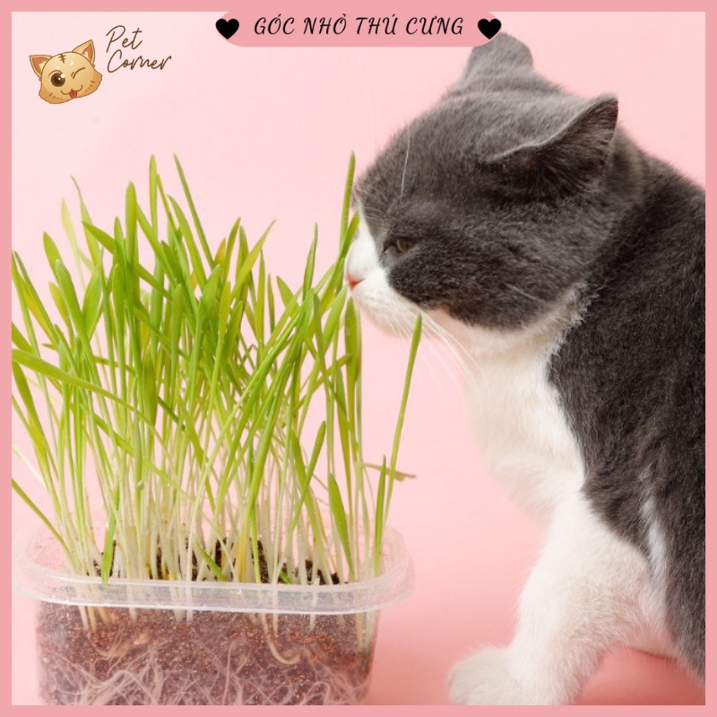 Bộ kit tự trồng cỏ lúa mạch tươi cho mèo (Hộp 100g)