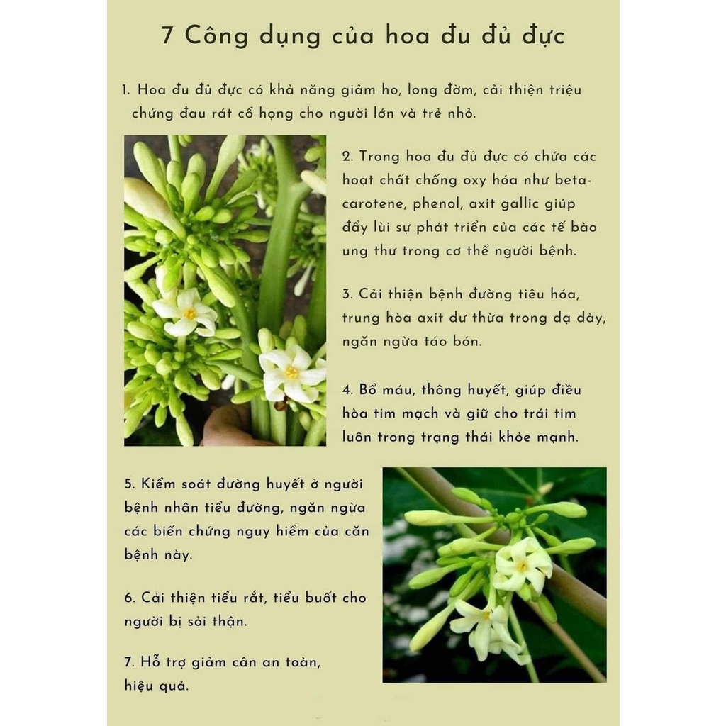 Hoa đu đủ đực khô ⚡ ĐẢM BẢO CHẤT LƯỢNG ⚡ 500gr hoa đu đủ đực khô nhà làm 100% nụ, hoa, không lẫn tạp chất