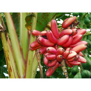 Hạt giống quả chuối đỏ