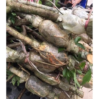 Giống Mận Hậu  Chiết Cành Sơn La