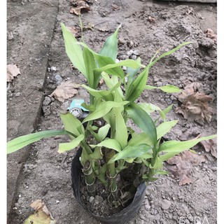 cây phát lộc 6 cây(bầu)