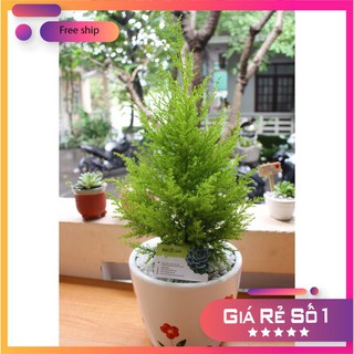 Hạt giống cây tùng thơm trồng chậu LUCKY.VN