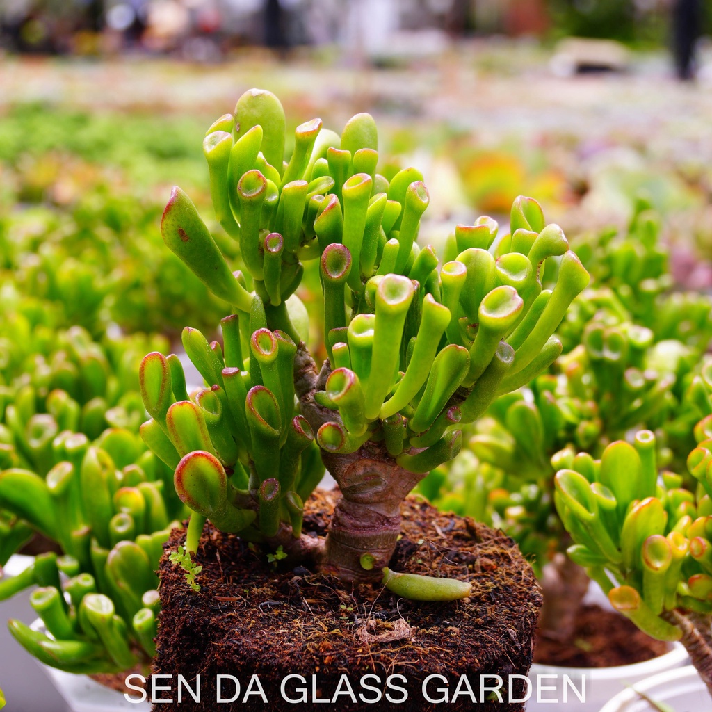 Sen đá ống điếu Gốc thụ chậu lớn 15cm GLASS GARDEN, Bao Khỏe, Thuần khí hậu Đà Lạt