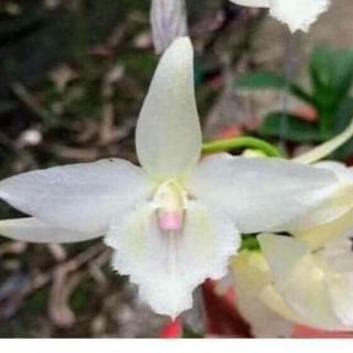 phi điệp 5ct mũi hồng