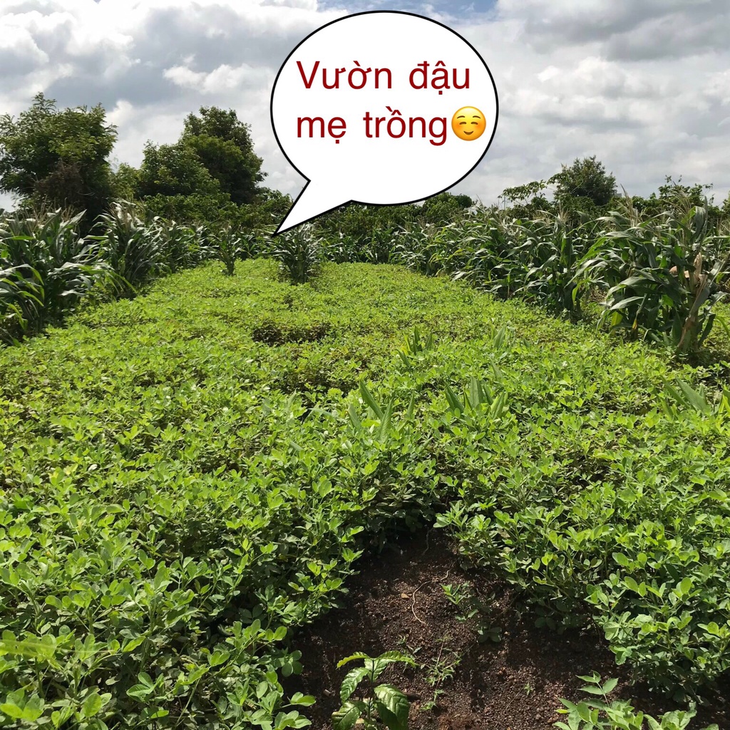 Dầu phộng (dầu lạc) Đăk Lăk nguyên chất 100% nhà mẹ làm (1 lít)