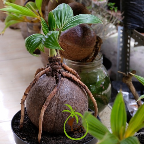 Phôi Trái Dừa Giống Lên Mầm | Làm Dừa Bonsai - Dáng Dứng và Nghiêng - Trái Dừa Tròn Đẹp - Mầm Tươi Tốt