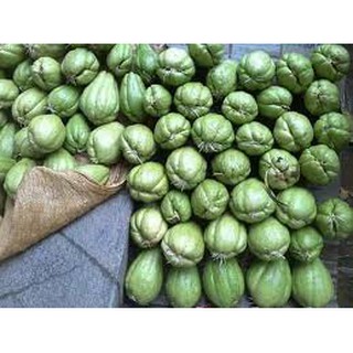 Cây giống quả su su