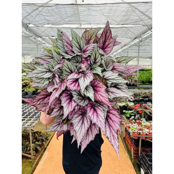 Chậu cứng Begonia Hugh Mc Lauchlan