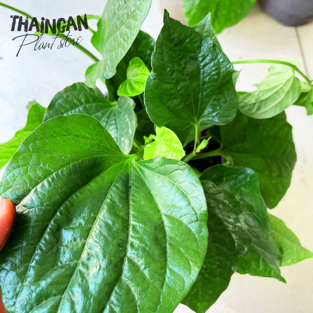 Cây Lá Lốt, Rau Sạch Vườn Trồng - Vườn Ươm Thái Ngân