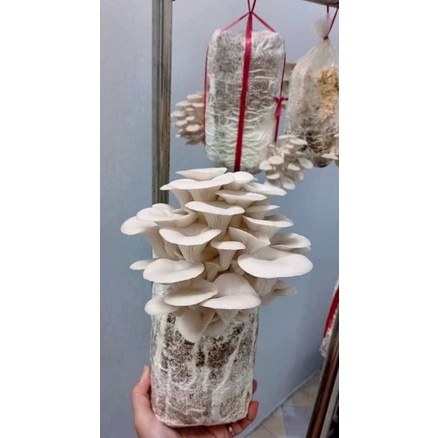 Phôi nấm bào ngư trắng