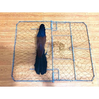 bộ bẫy bịp chim và mẹt