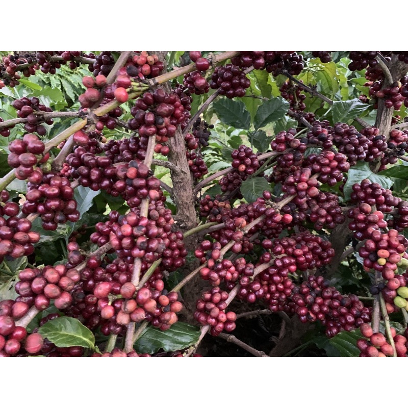(Siêu Vocher) Robusta chế biến honey rang mộc hoàn toàn_ Cafein cao_hậu ngọt vị thơm kéo dài | BigBuy360 - bigbuy360.vn