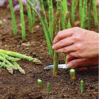 20 HẠT GIỐNG MĂNG TÂY XANH