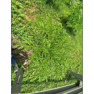 cây khoai cảnh
