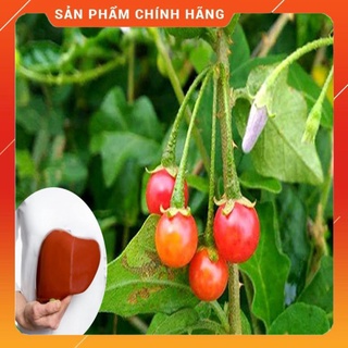 Trà cây cà gai leo sấy khô nguyên chất , Hỗ trợ bảo vệ lá gan cực kỳ tốt
