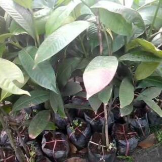 Cây măng cụt