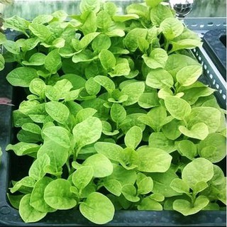 Gói 20g hạt giống Dền Xanh Lá Tròn ST