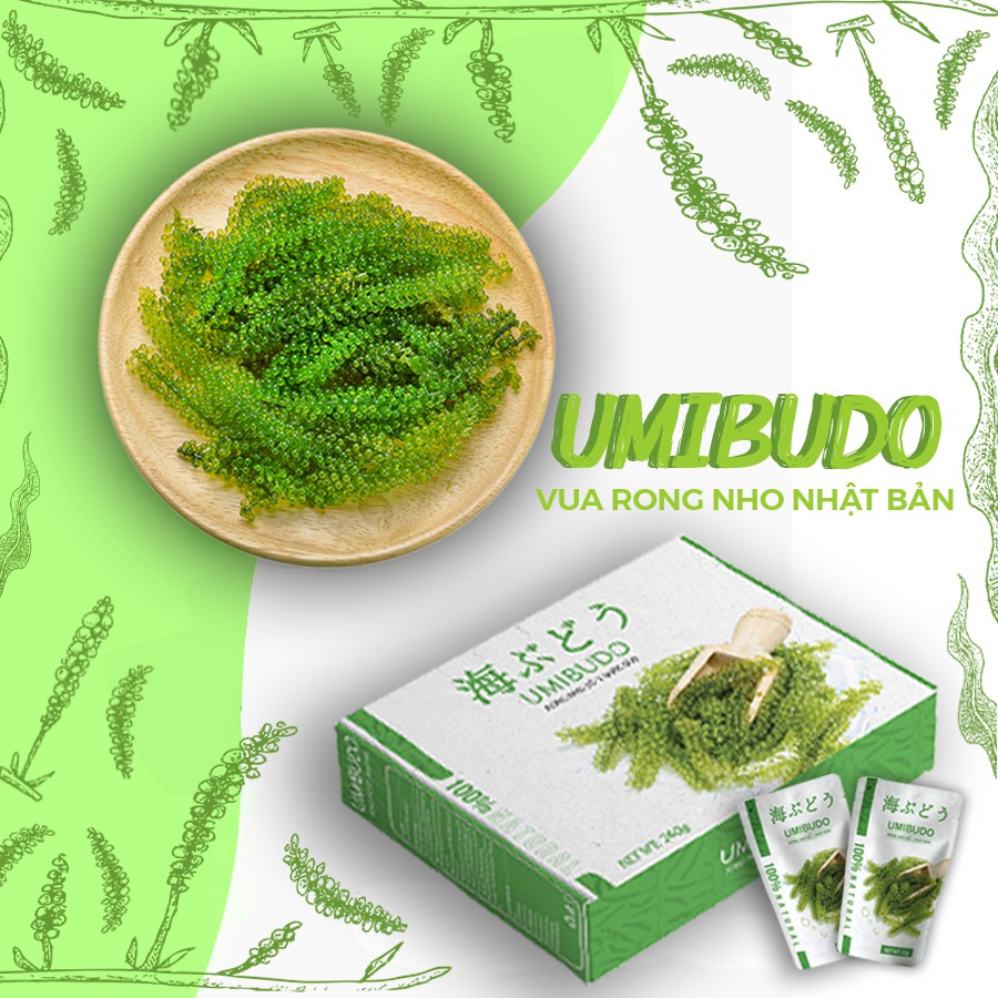 [NGOT10PTT][Rẻ Vô Địch] 1 gói Rong Nho Tách Nước Umibudo sản phẩm chính hãng siêu rẻ | BigBuy360 - bigbuy360.vn