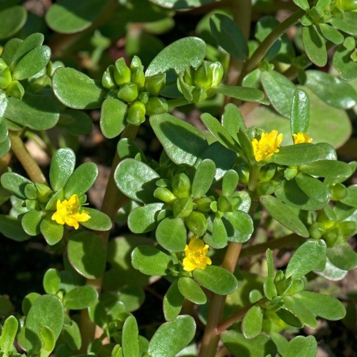 Hạt giống rau sam, rau sam, sam đất - gói 2 gram