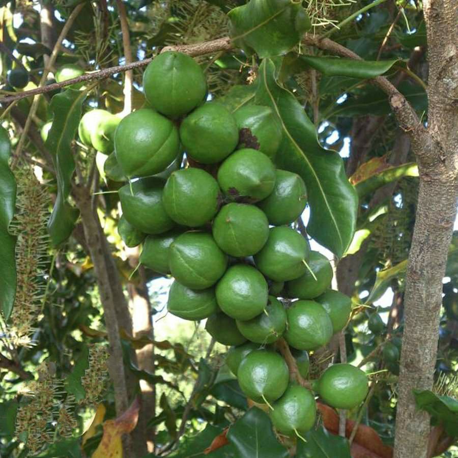 HẠT MẮC CA SẤY LOẠI 1