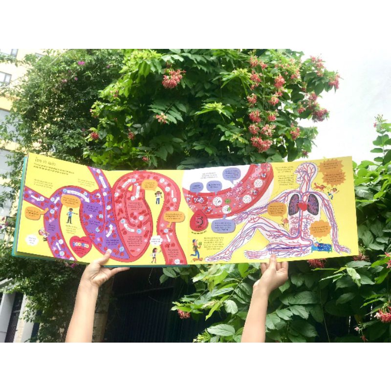 Sách - Big book of the body - Cuốn sách khổng lồ về cơ thể người