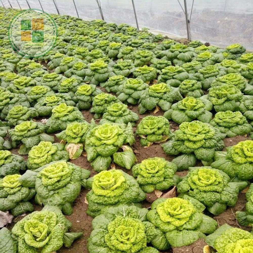 Hạt giống hoa bắp cải Thần Tài