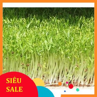 Hạt giống rau mầm rau muống - dễ trồng, giòn, ngọt, dinh dưỡng cao