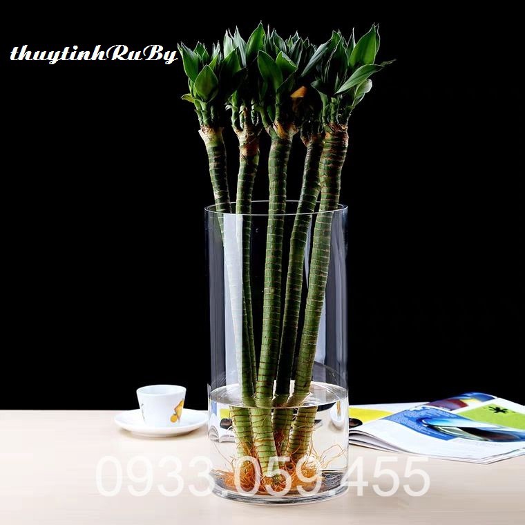 Bình Bông Lọ Hoa Thủy Tinh D10XH20Cm, Bình Hoa Trụ Tròn, Chậu trồng cây thủy sinh