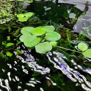 ☘ Bèo nhật - Cây thuỷ sinh nổi mặt nước