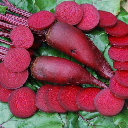 Bán buôn Hạt Giống Củ Dền Đỏ ( 2 gram) bao đẹp