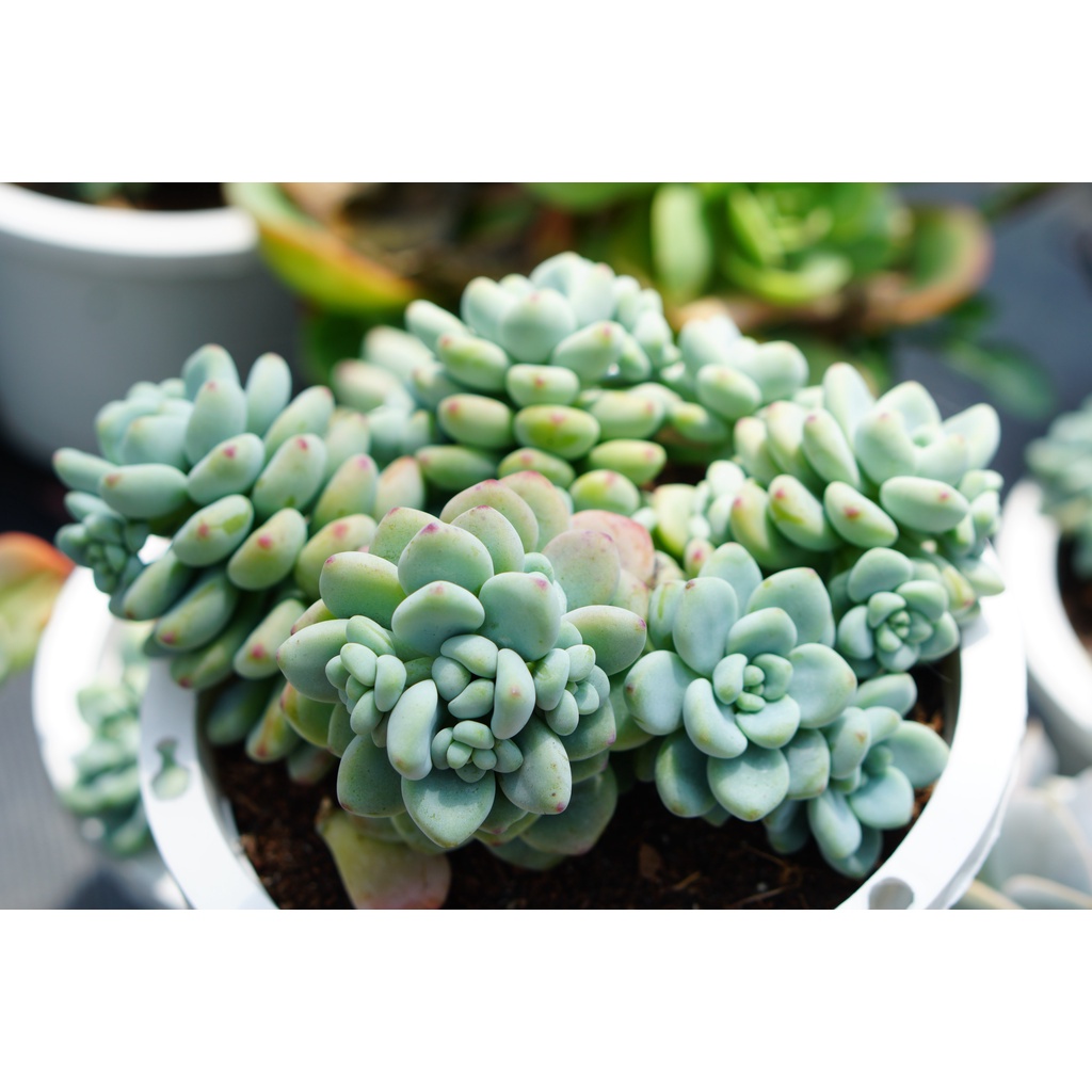 Sen Đá Sỏi Thiên Thanh GLASS GARDEN chậu lớn 15cm, thơm mùi kẹo, Hàng Đà Lạt, lỗi 1 đổi 1