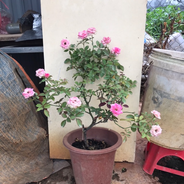 Chậu hoa hồng MINI EDEN