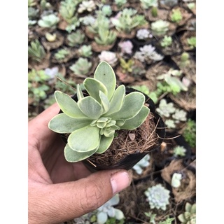 Sen cánh bướm var bầu