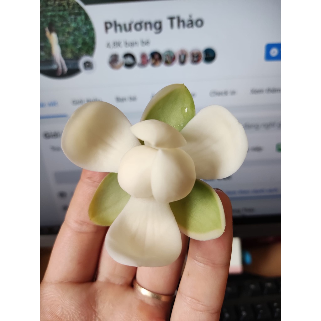 Dạ hợp hương ra hoa quanh năm hương thơm ngọt ngào ảnh cây ảnh số 3