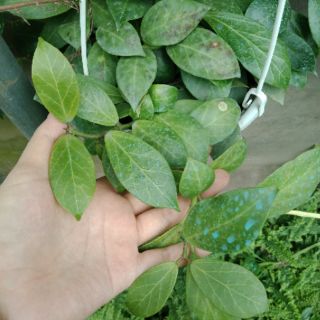 Cây giống hoya Obscura ( cẩm cù obscura)
