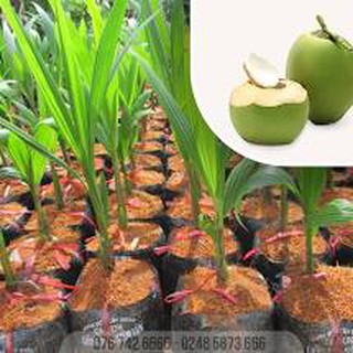 Cây Dừa xiêm lùn (Giống mới)