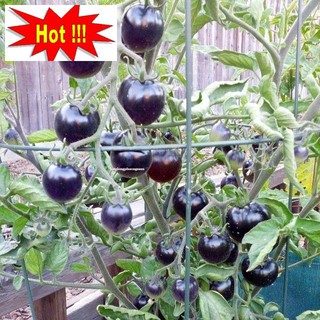 Hạt giống cà chua bi đen 30 hạt