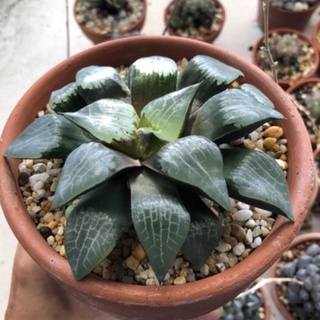 Sen đá haworthia 10cm