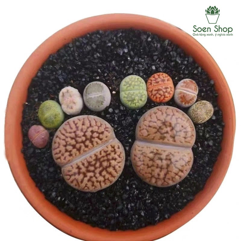 Sen mông - lithops - giao ngẫu nhiên