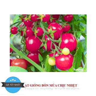 Gói 30 Hạt Giống Cà Chua - Trứng Hồng Chịu Hạn CHỊU NHIỆT ĐẾN MÙA TRỒNG TẾT