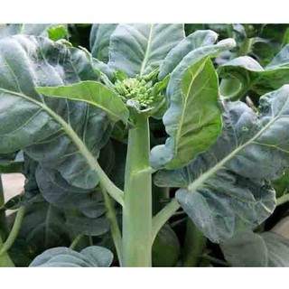 Hạt giống rau Cải làn (Cải rổ) - 5 gram