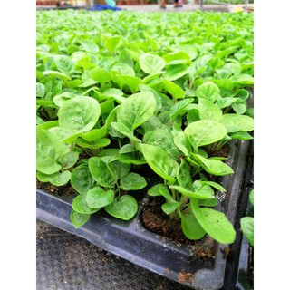 Cây giống hoa đồng tiền lùn 100 cây