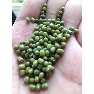Đỗ xanh nguyên hạt làm giá đỗ (0.5kg)