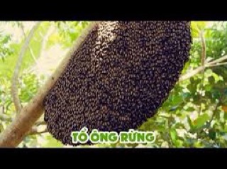 Mật ong rừng Tràm Cà Mau - 1 lít