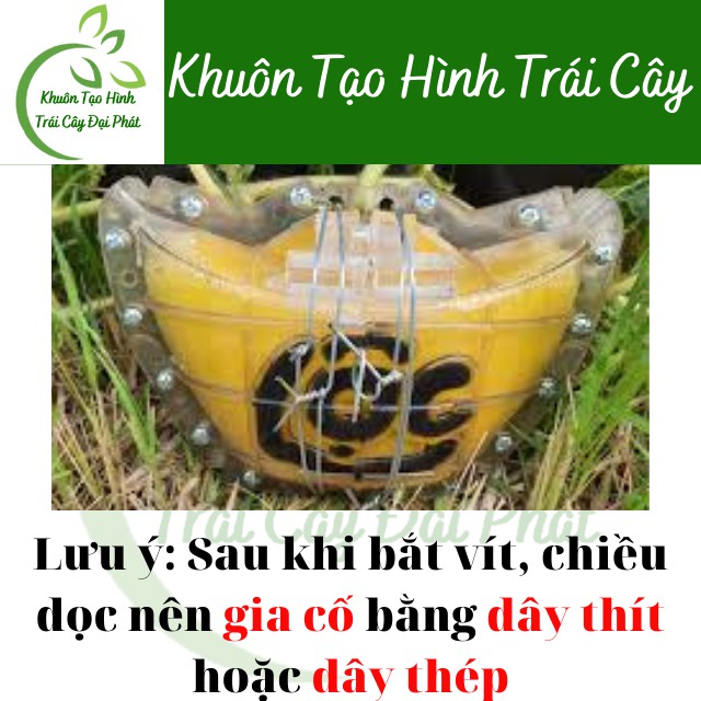 Khuôn Thỏi Vàng Số 1, loại dày 4 li, Khuôn Tạo Hình Trái Cây Đẹp