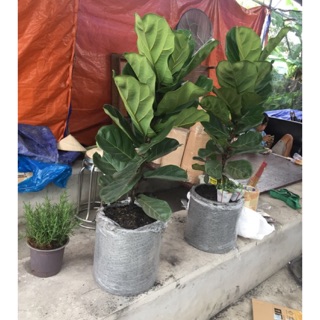 Bàng singapo loại lớn ( chậu nhựa)