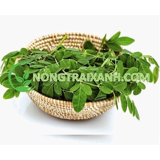10h - hạt giống cây chùm ngây/ rau chùm ngây